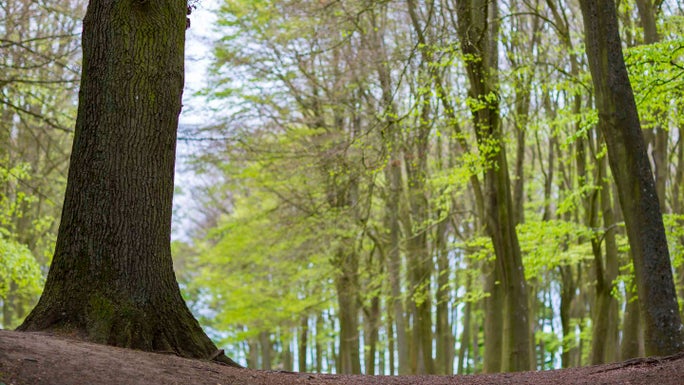 Trees at Badbury Clump, Oxfordshire